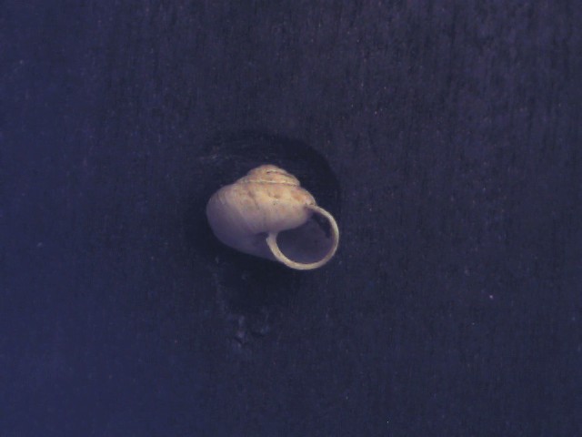 Candidula unifasciata ?